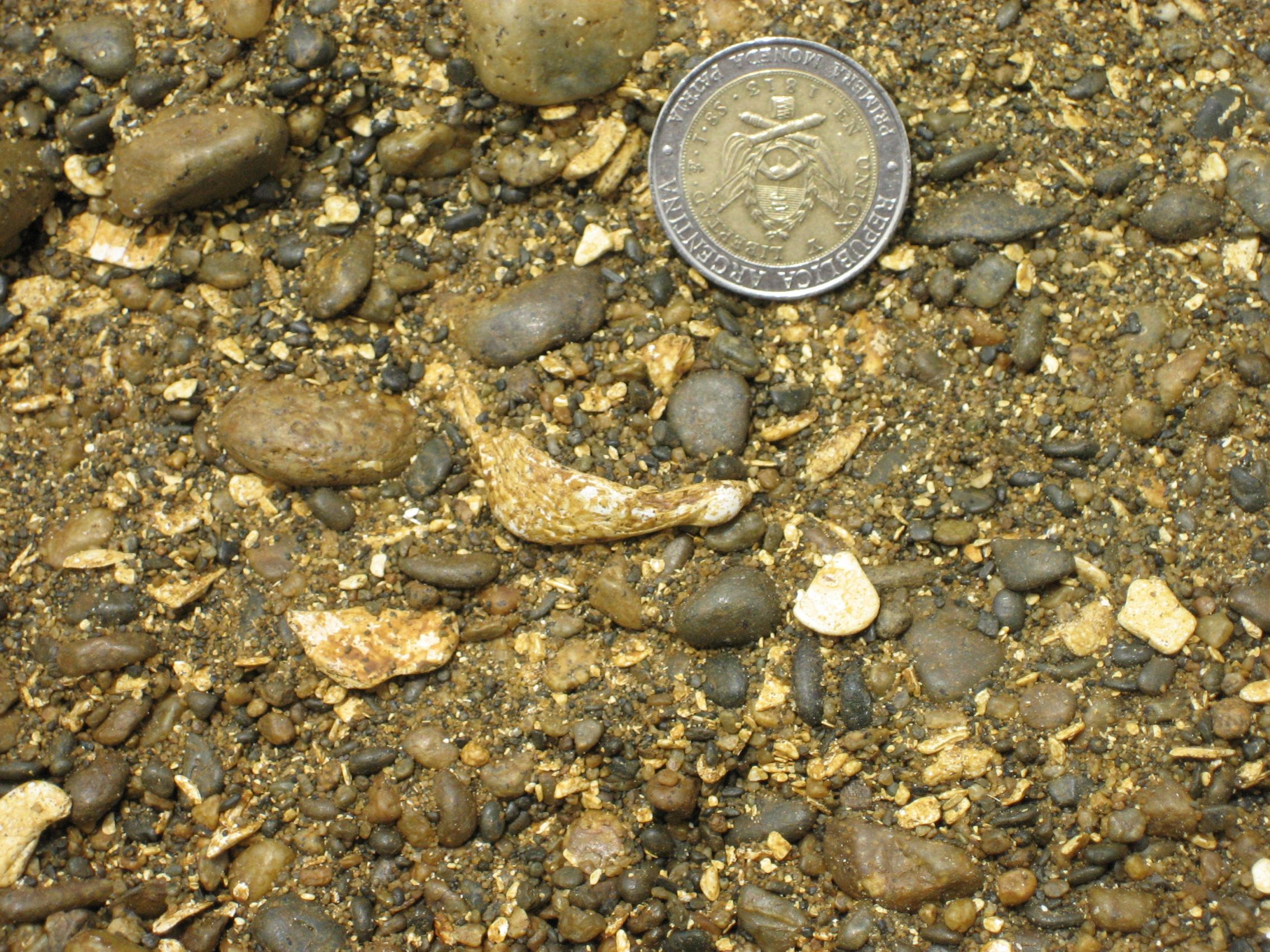 300ka shell-rich bed_Argentina.jpg