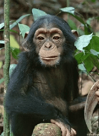 3B78A127-04A2-4C92-8968-029901F76320.gif
