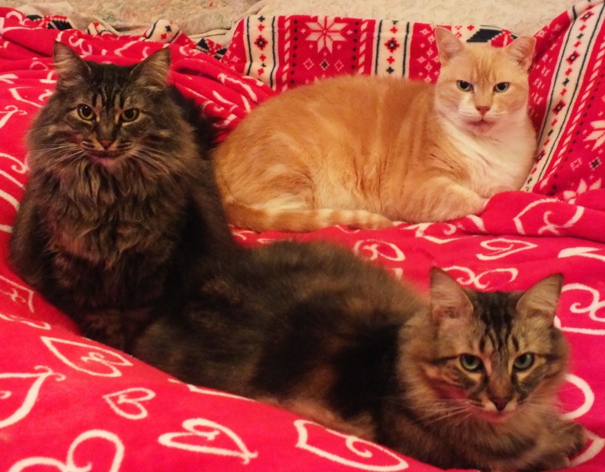 3Cats.JPG
