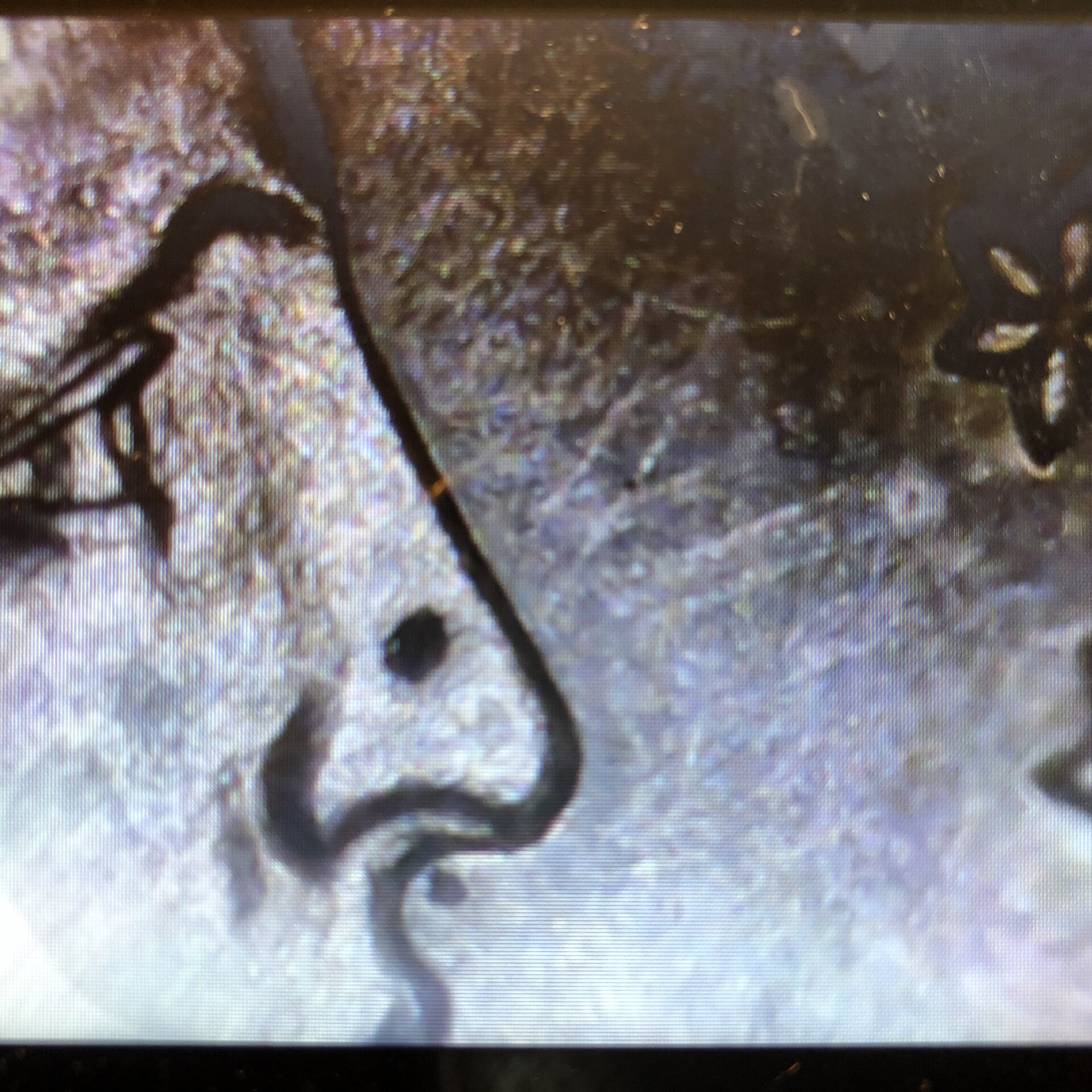 3D2BAB87-BAF9-495C-A1DA-AB199A133F63.jpeg
