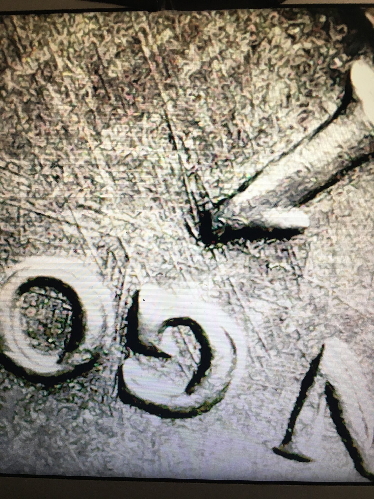 41ED7EFF-752A-40C6-A4D5-5015AD54CF5D.jpeg