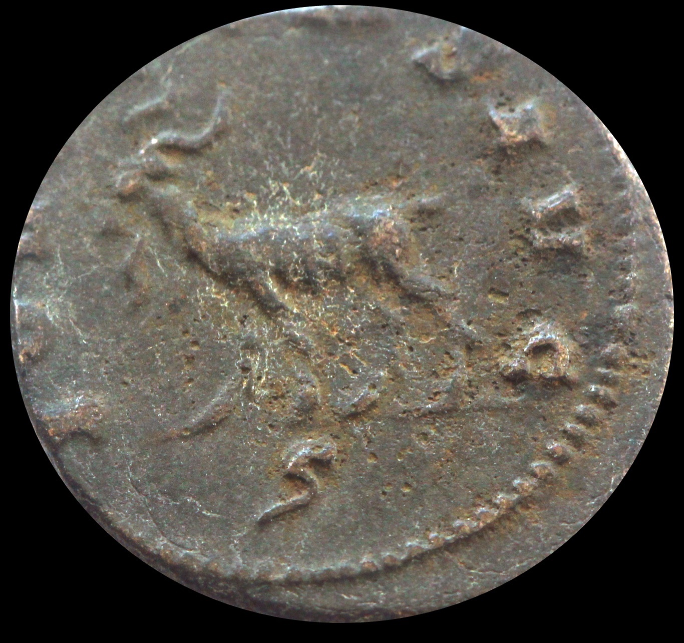 42. Gall Goat.JPG