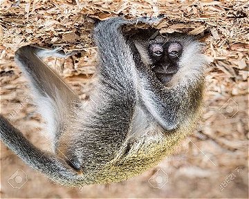 44313793-baby-grivet-monkey-looking-upside-down-ccfopt.jpg