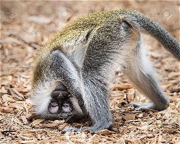 44313793-baby-grivet-monkey-looking-upside-down-ccfopt.jpg
