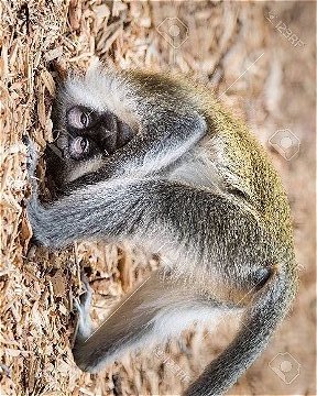 44313793-baby-grivet-monkey-looking-upside-down-ccfopt.jpg