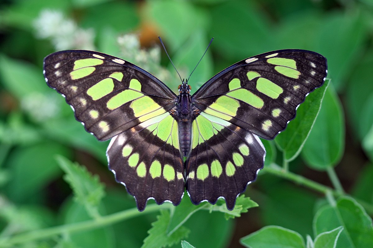 45DB1201-463D-4C07-8A71-E67BF1330FAF.jpeg