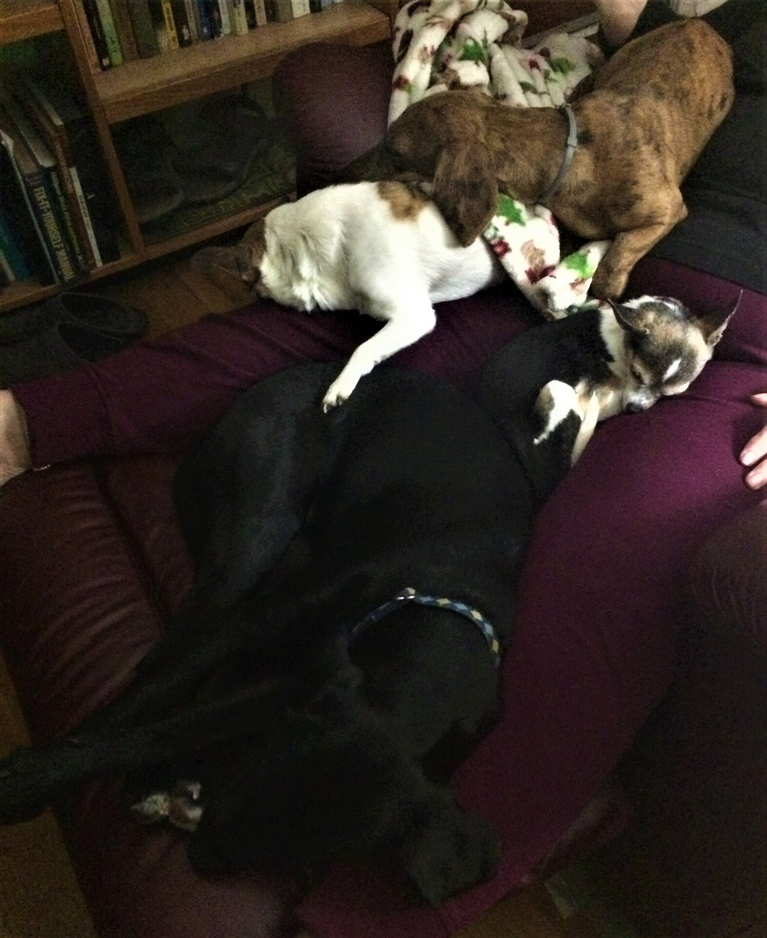 4dognight.jpg