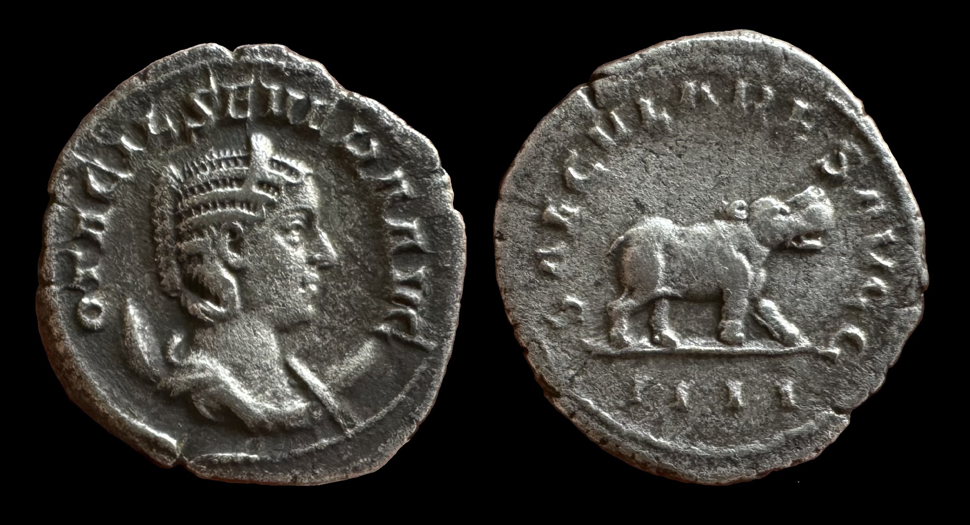 5 Hippopotamus.jpg