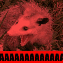 6CE81727-0077-4B6D-BBEF-1174896C6EAE.gif