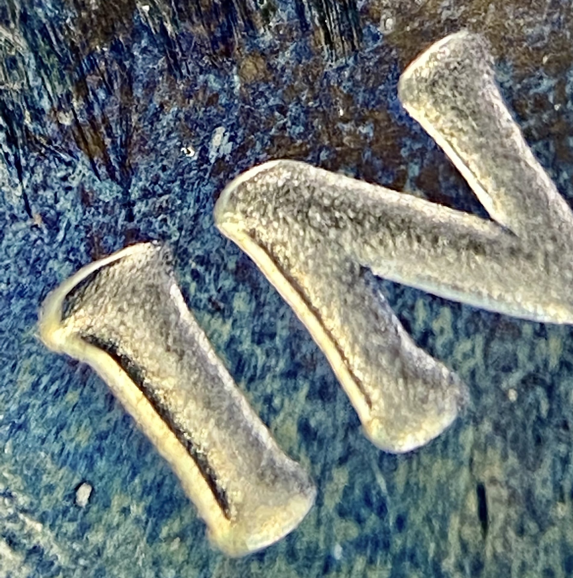 9063A29D-8BF9-4D44-9179-78A20B7D0C6C.jpeg