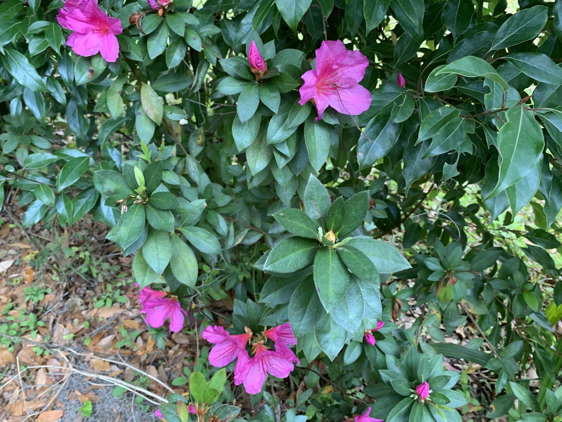 92043E66-CCE7-4D38-96B9-FFAB551B722E.jpeg