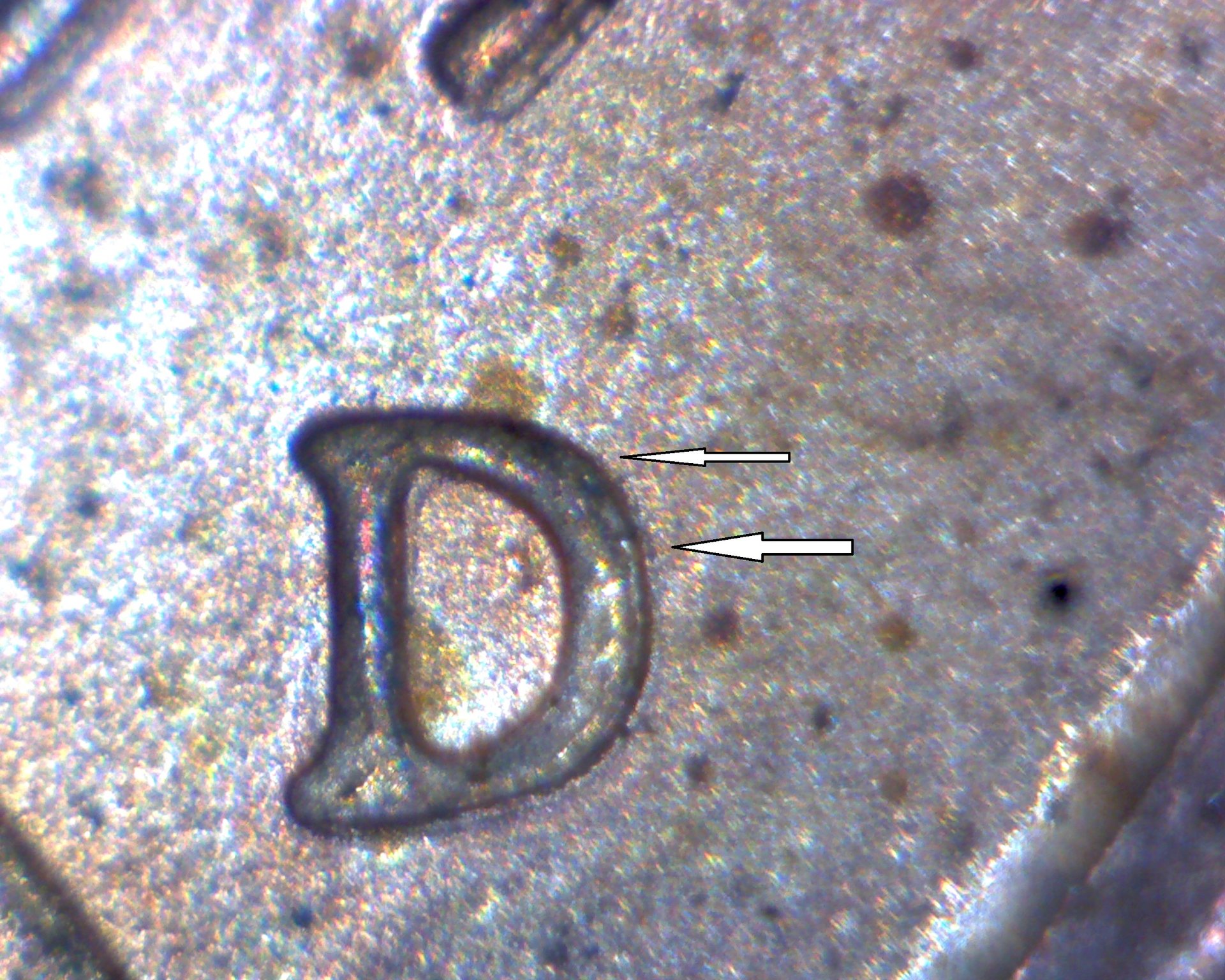 94-D mm.jpg
