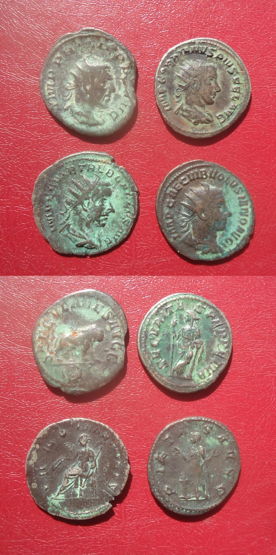 _4 Antoninii undamaged lot Apr 2021 (0).jpg