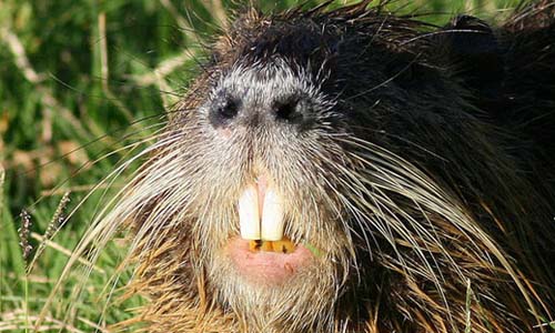 a beav.jpg