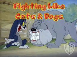a cats.jpg