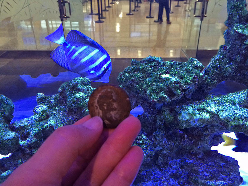 A-Pi-Aquarium.jpg