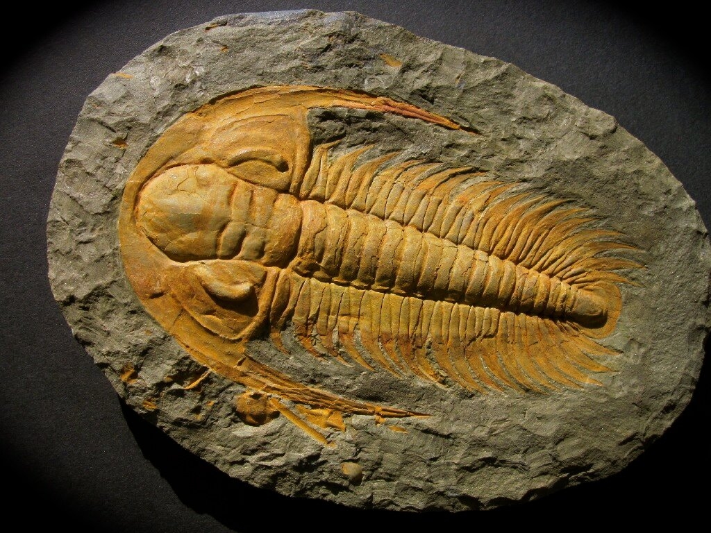 acadoaradoxides-nobilis.jpg