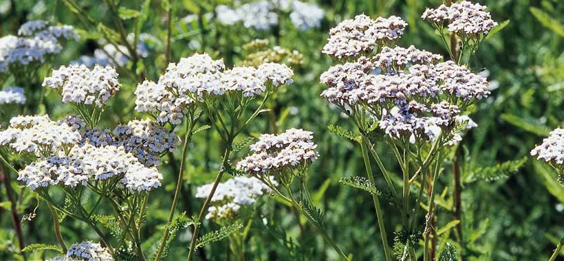 Achillea millefolium.jpg