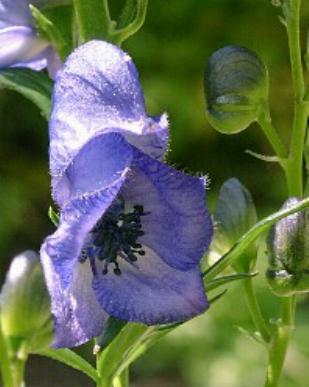 Aconitum napellus.jpg
