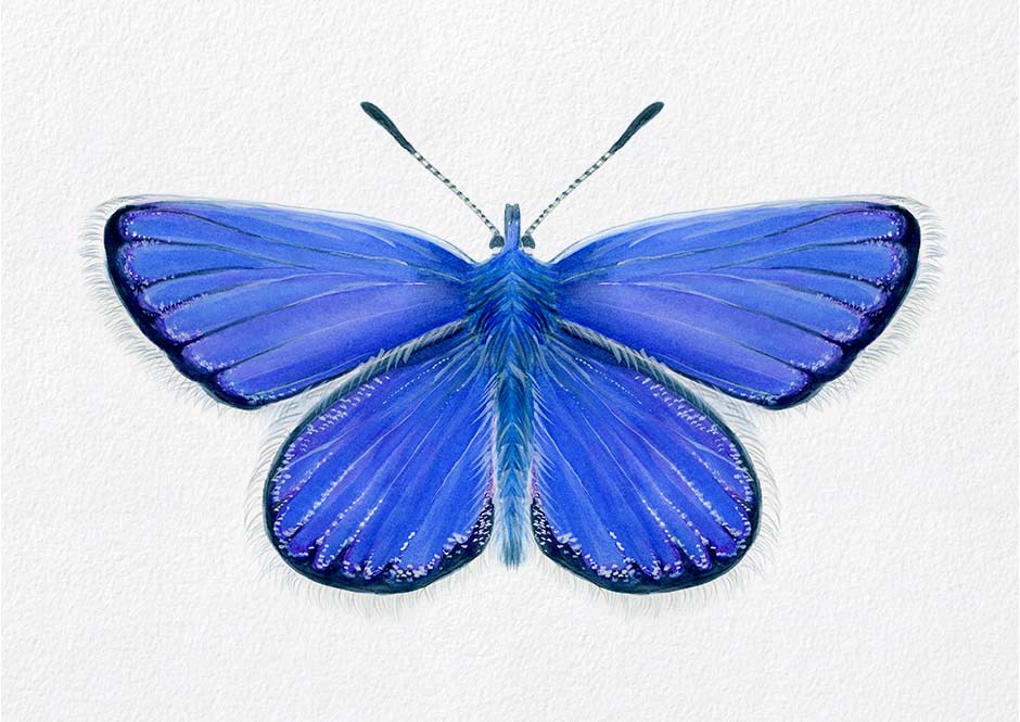 Adonis-Blue.jpg