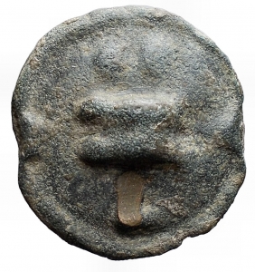 AE Conch Astragalo rev tintin 4.8.17.jpg