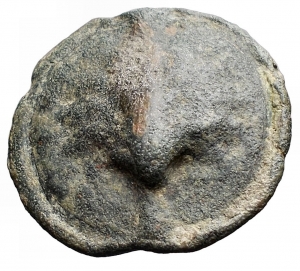 AE Conch Astragalo tintin 4.8.17.jpg
