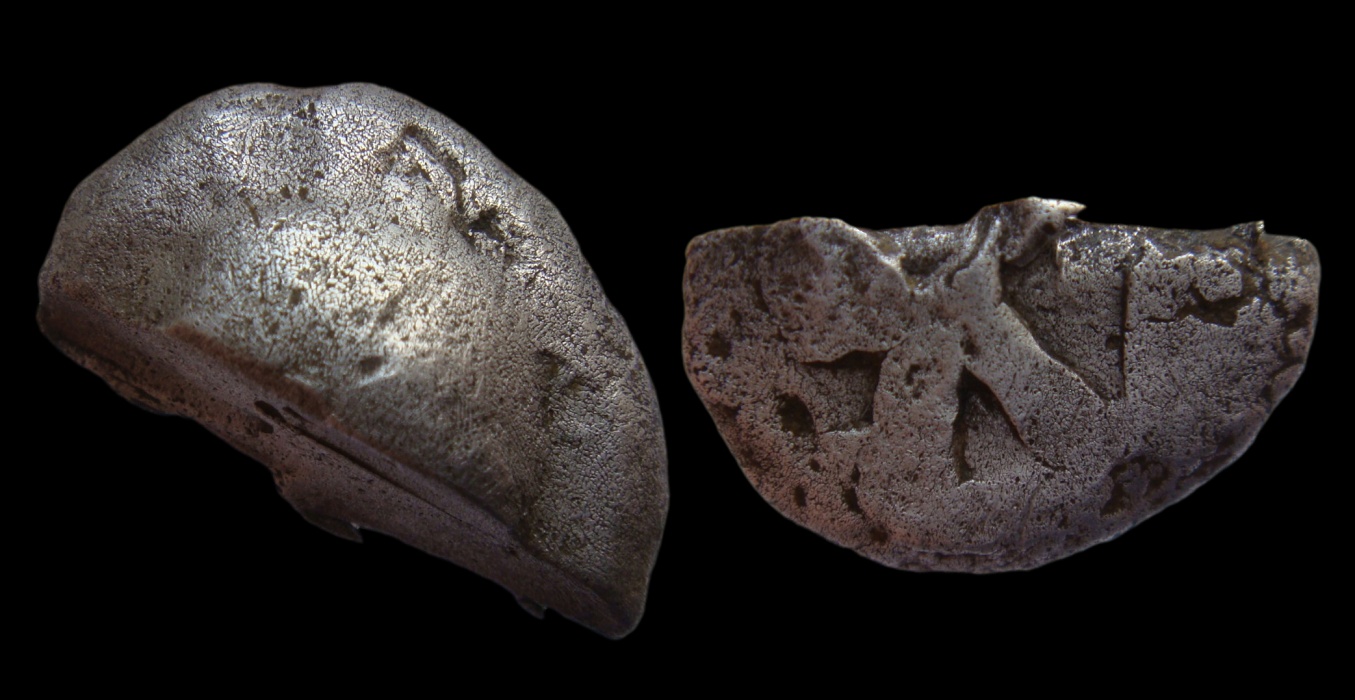 Aegina - Half Stater 3634.jpg