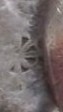 Aegina Mark.jpg