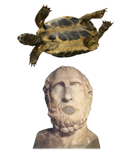 AeschylosTurtle.jpg