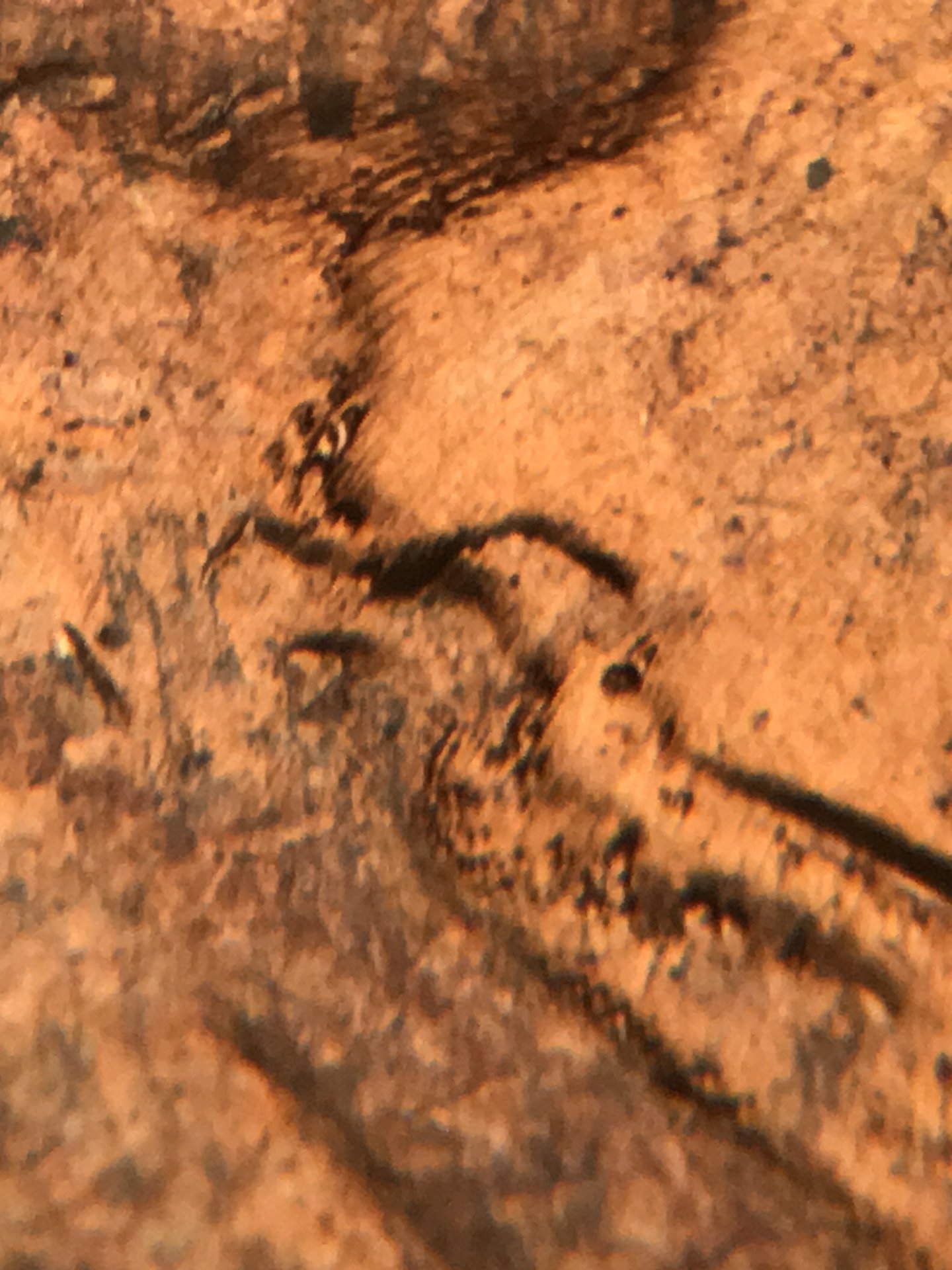 AF21D32F-0517-4675-AA07-325F0286FDB9.jpeg