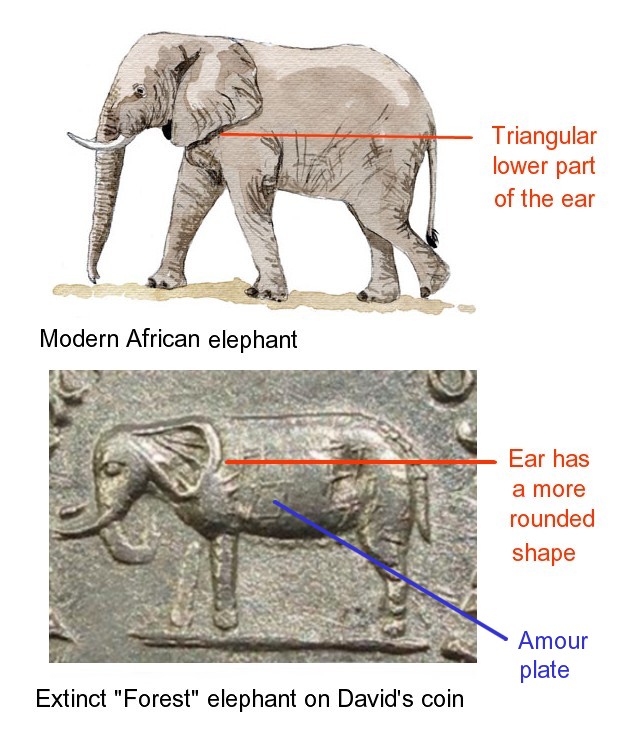 african elephant comparison.jpg