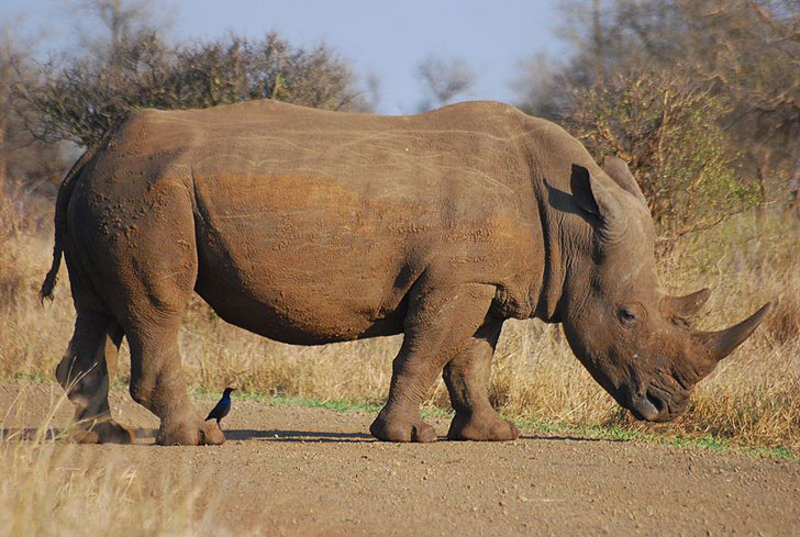 African-rhino.jpg