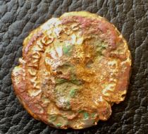 AgripVesp      Judaea.JPG