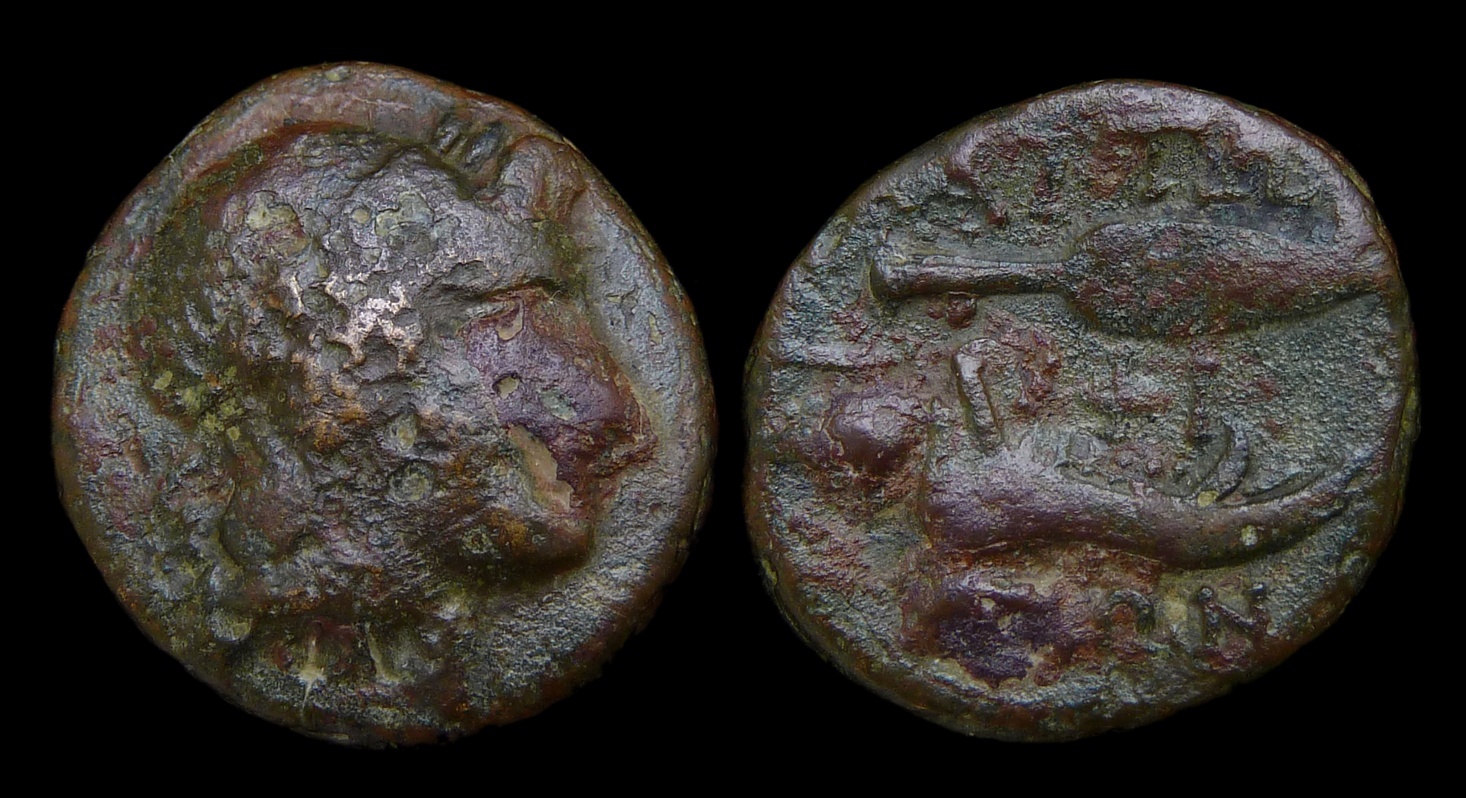AITOLIA Aitolian League - AE18 Calydonian Boar Jawbone 1017.jpg