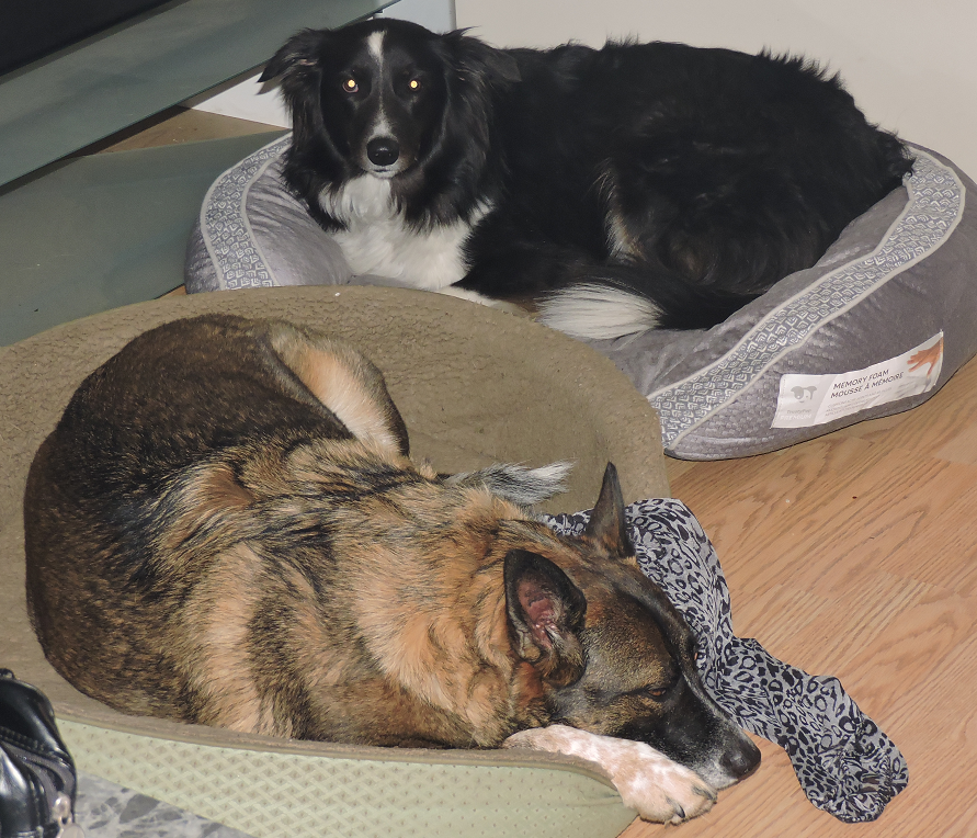Ajax and Lucy.png