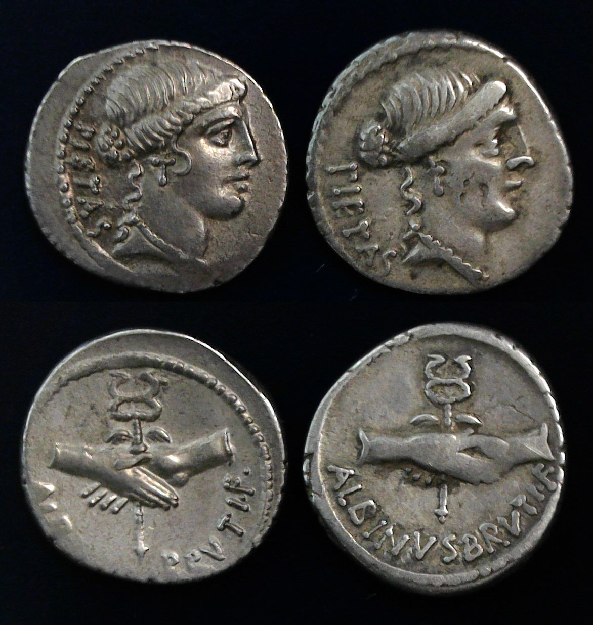 Albinus Brutus x2.jpg