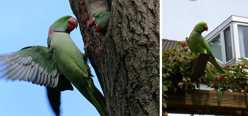 alexander parakeet.jpg