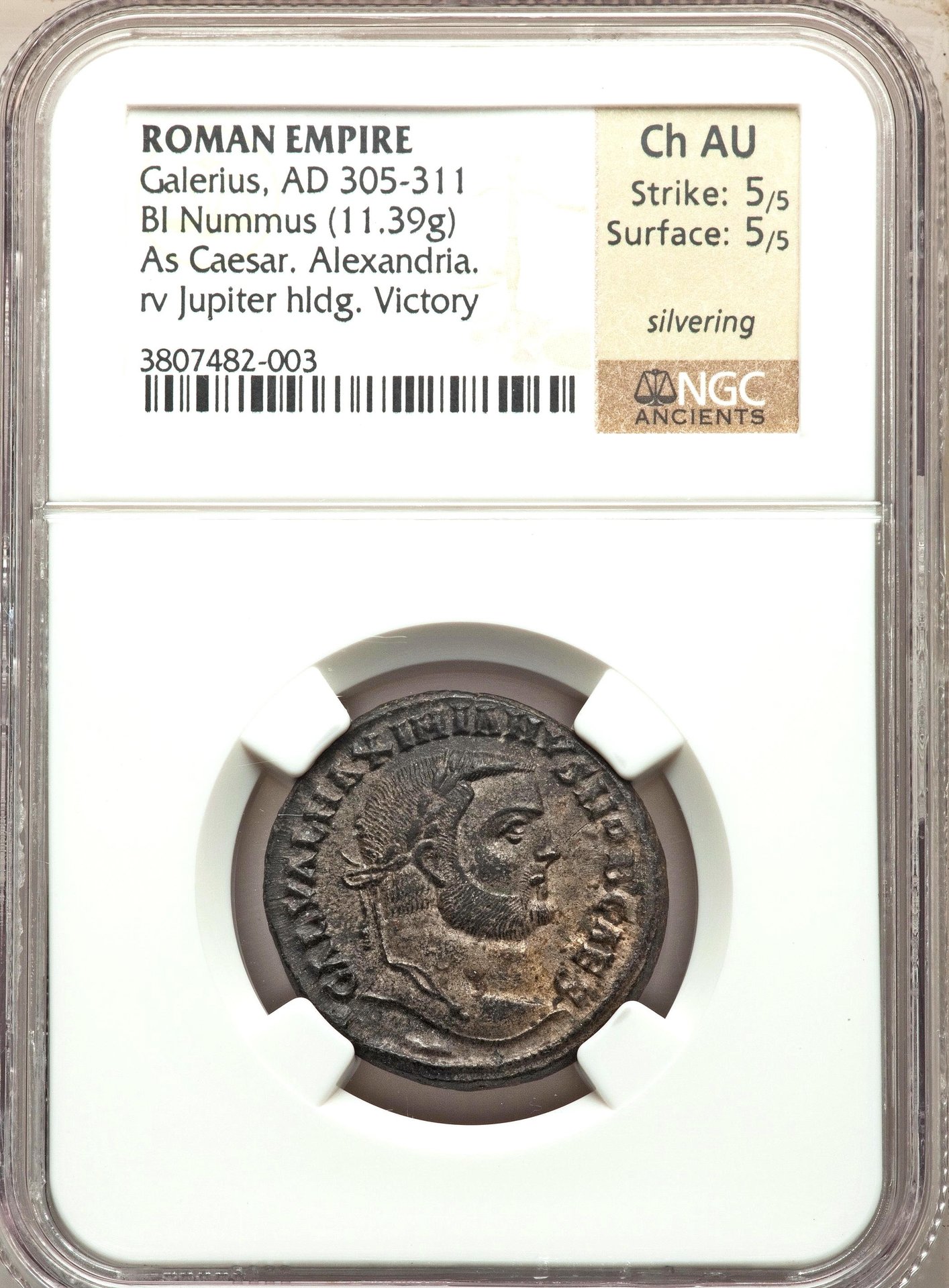 Alexandria follis, Gal. (2).jpg
