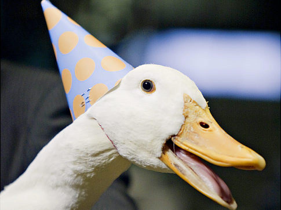 alg-aflac-duck-jpg.jpg