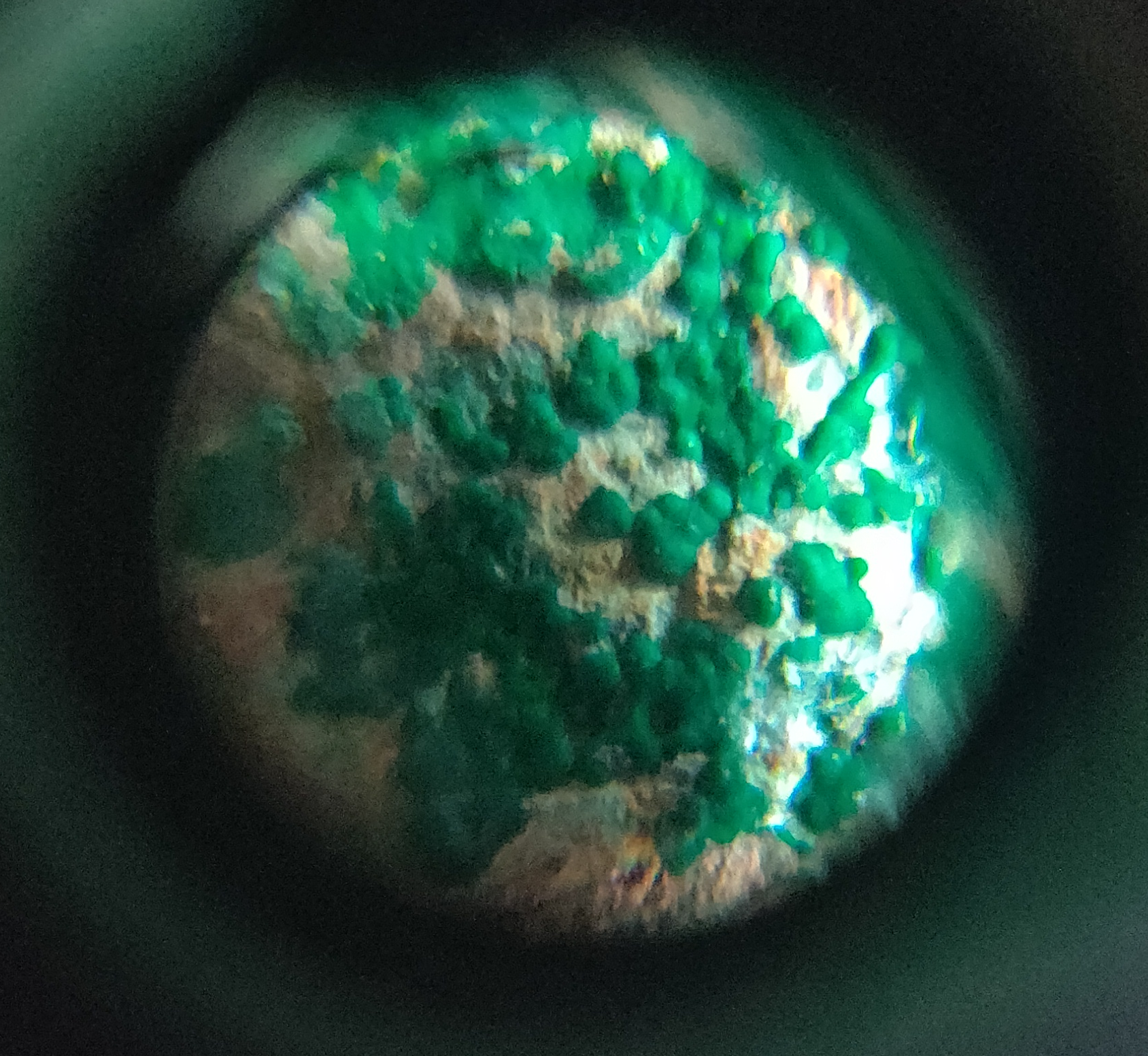 Algae.png