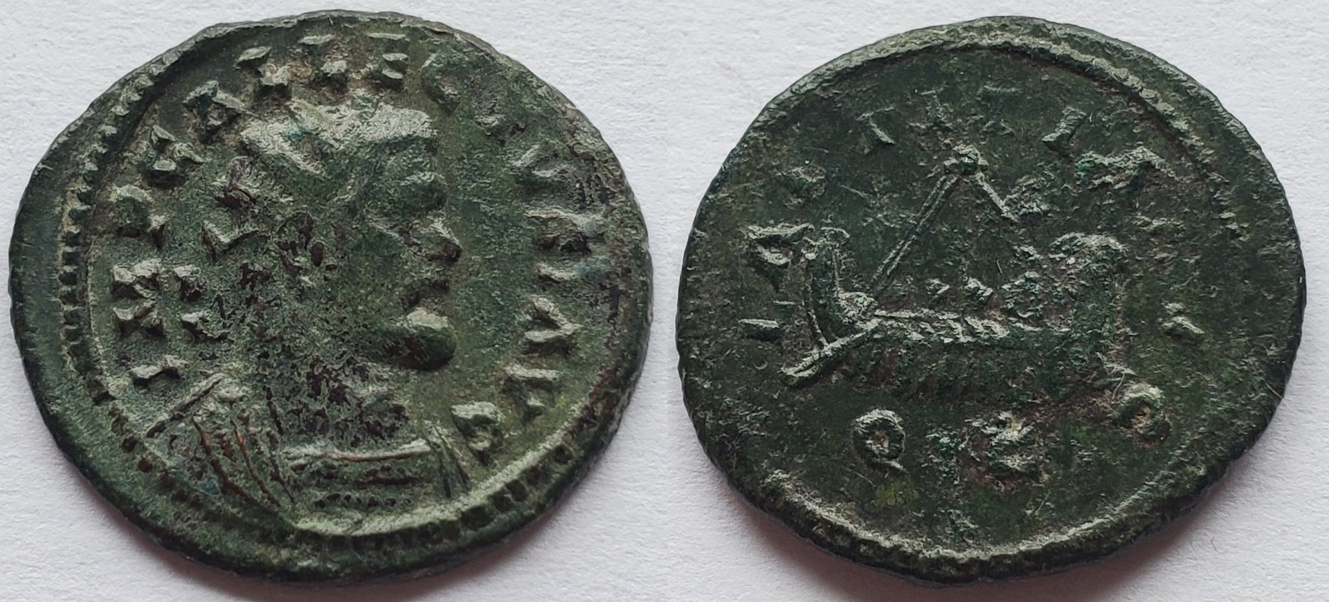 Allectus quinarius galley.jpg