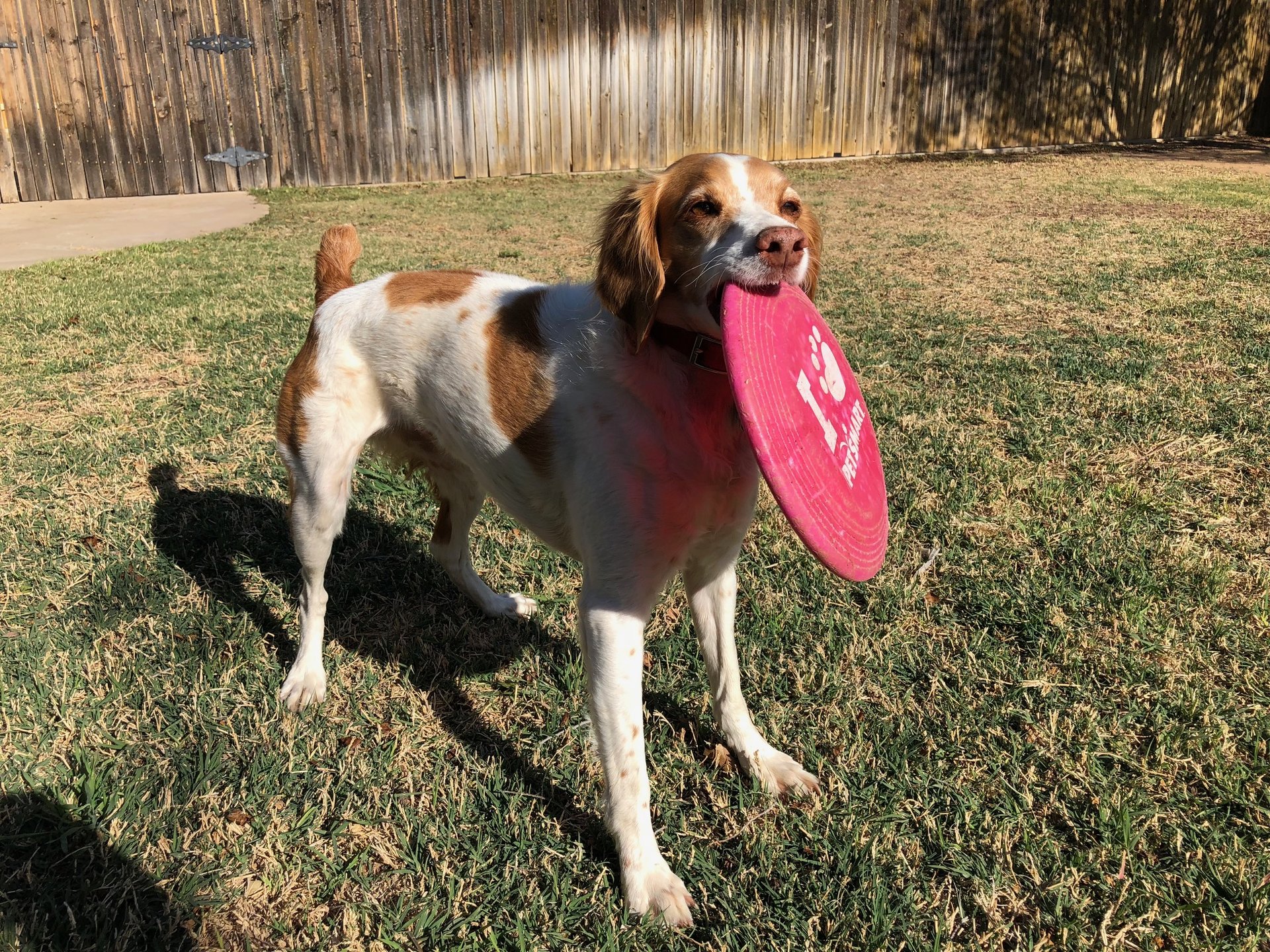 Allie With Frisbee.jpg