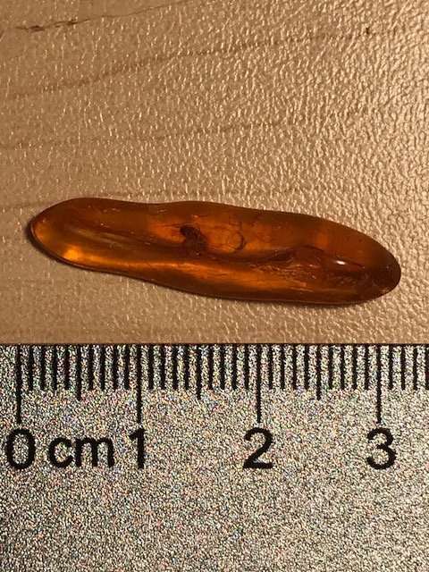 Amber w- Fly.jpg