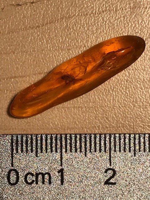 Amber w-Fly.jpg