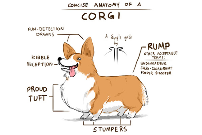Anatomy-of-a-Corgi-Large.jpg