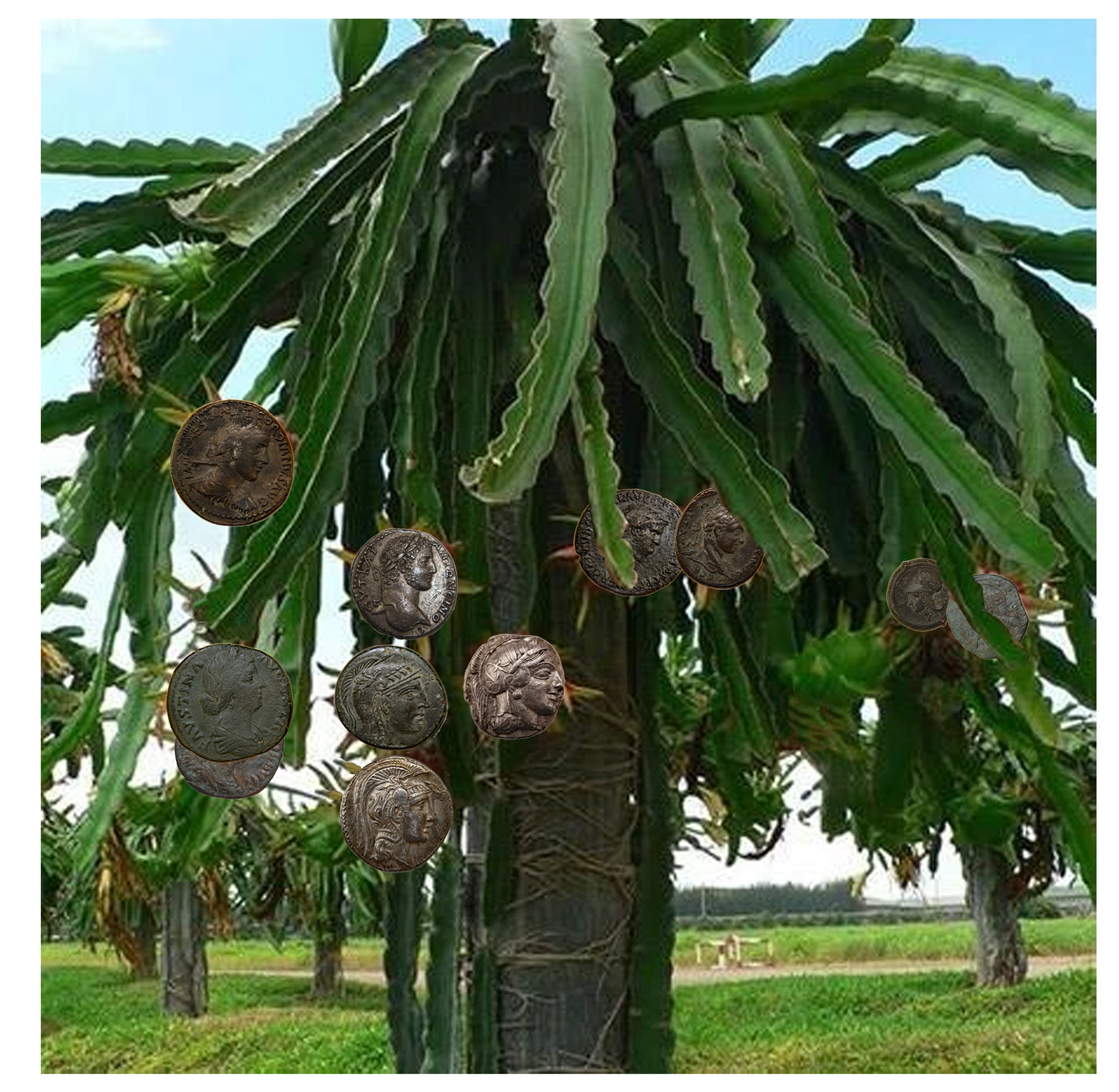 Ancient Money Tree.jpg