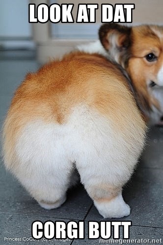 animal-look-at-dat-corgi-butt-memegeneratornet.jpg
