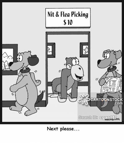animals-monkey-flea-headlice-lice-flea_s-cgan187_low.jpg