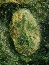 ant_trajan_cmk.jpg