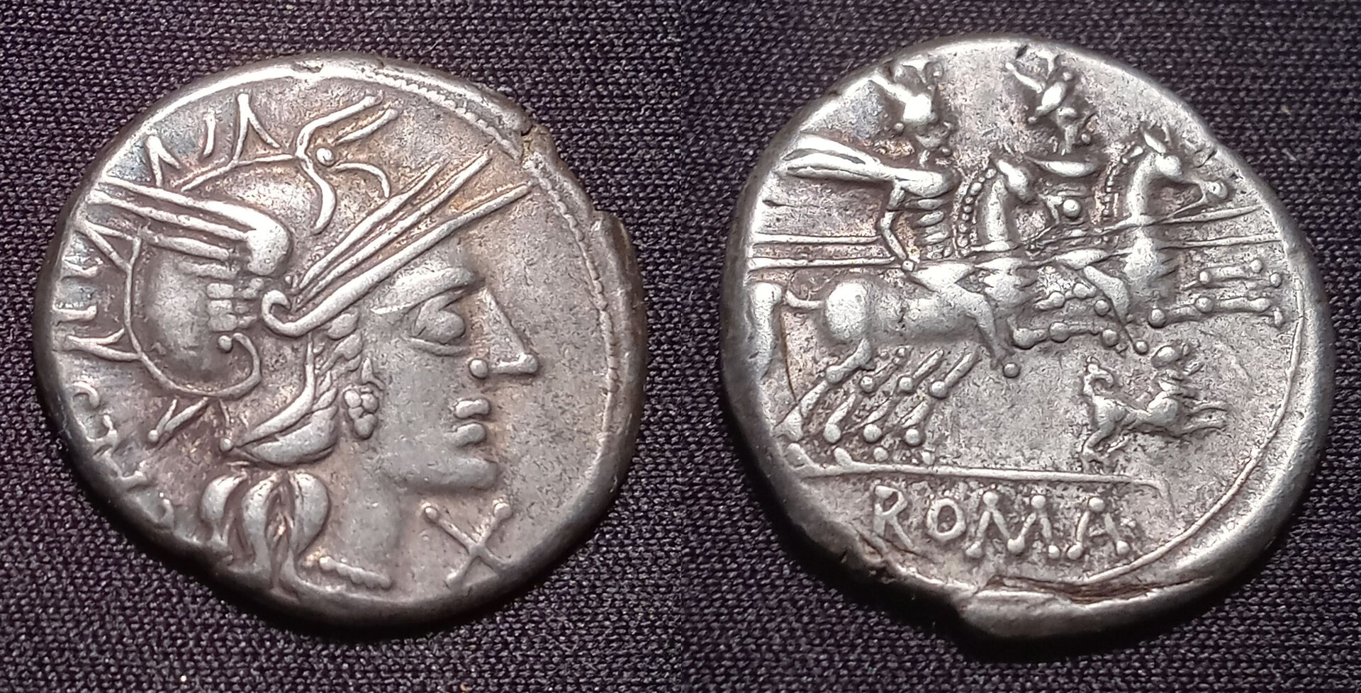 Antestius COMBINED 1.jpg